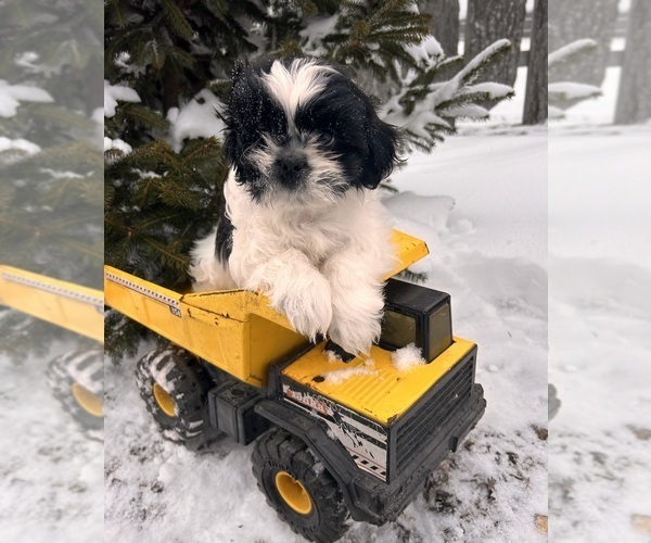 Medium Photo #2 Shih Tzu Puppy For Sale in MIDDLEBURY, IN, USA