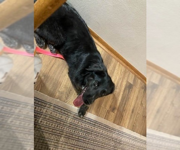 Medium Photo #6 Australian Shepherd-Unknown Mix Puppy For Sale in Stover, MO, USA