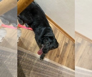 Olive - Female Australian Shepherd-Unknown Mix Dog for Adoption - Photo #6