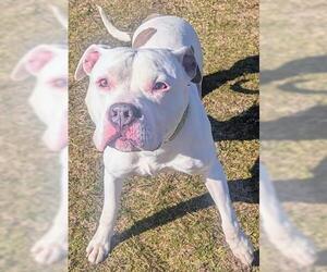 American Bulldog-Unknown Mix Dogs for adoption in Akron, OH, USA