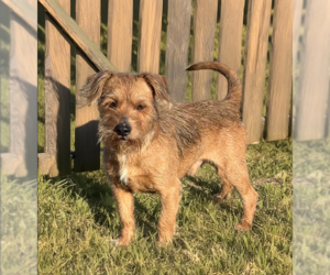 Mutt Dogs for adoption in Cranston, RI, USA