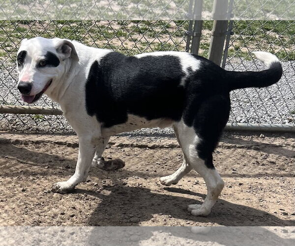 Medium Photo #1 Border Collie-Unknown Mix Puppy For Sale in Pryor, OK, USA