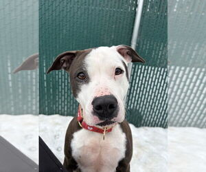 Violet - Female Boxer-Unknown Mix Dog for Adoption - Photo #9
