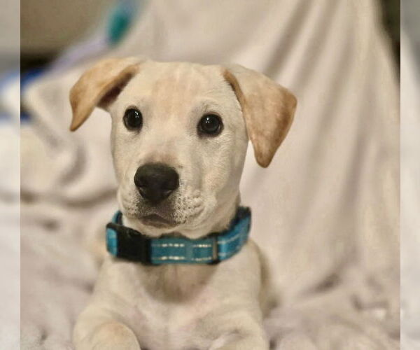 Medium Photo #3 Mutt Puppy For Sale in San Diego, CA, USA