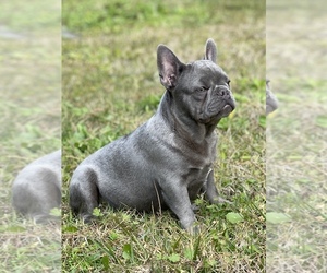 French Bulldog Puppy for sale in JACKSONVILLE, FL, USA