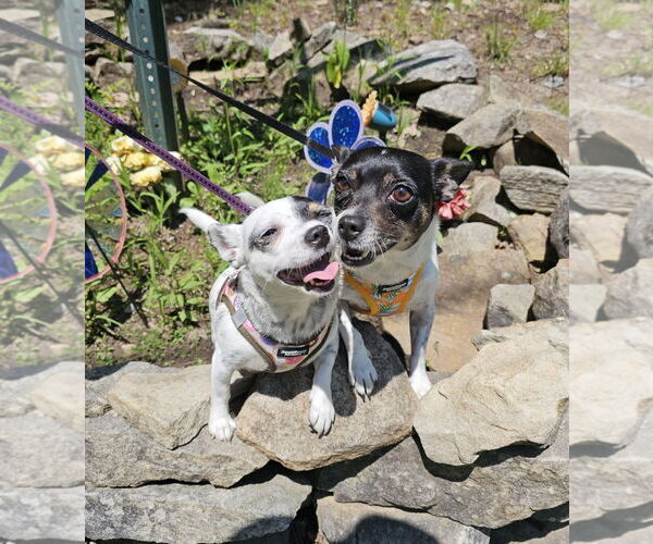 Medium Photo #10 Rat-Cha Puppy For Sale in Sykesville, MD, USA