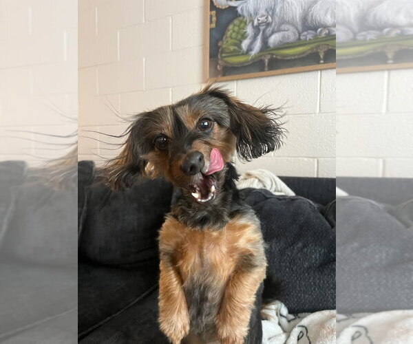Medium Photo #2 Dachshund Puppy For Sale in York, SC, USA