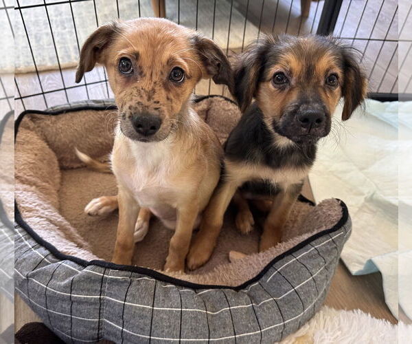 Medium Photo #3 Mutt Puppy For Sale in Newport Beach, CA, USA