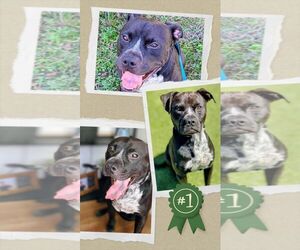 American Staffordshire Terrier-Unknown Mix Dogs for adoption in columbia, SC, USA