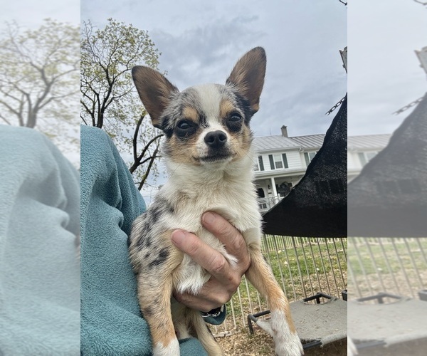 Medium Photo #1 Chihuahua Puppy For Sale in NEWVILLE, PA, USA