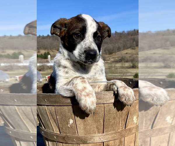 Medium Photo #1 Australian Cattle Dog-Red Heeler Mix Puppy For Sale in HILLSBORO, WI, USA