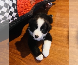 Border Collie Puppy for sale in SAN GABRIEL, CA, USA