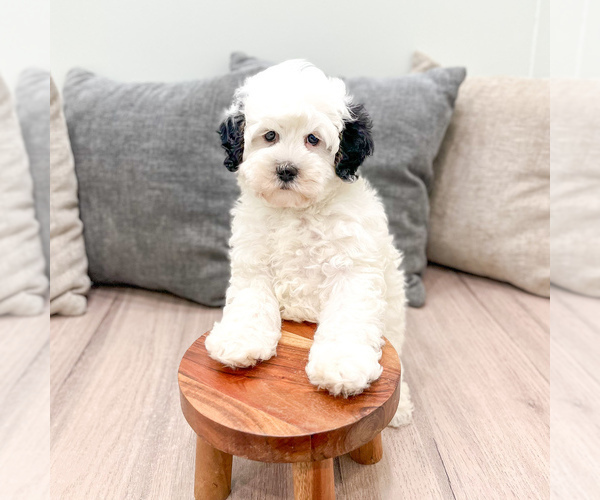 Medium Photo #6 Bernedoodle (Miniature) Puppy For Sale in DUNDEE, OH, USA