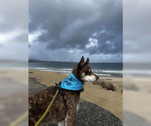 Siberian Husky Dogs for adoption in Salinas, CA, USA