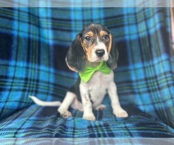 Medium Photo #3 Beagle Puppy For Sale in LAKELAND, FL, USA
