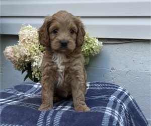Cockapoo Puppy for sale in STANLEY, WI, USA