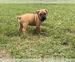 Puppy Puppy 8 Cane Corso