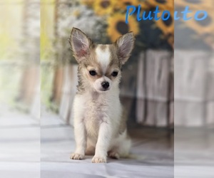 Chihuahua Puppy for sale in HOMERVILLE, GA, USA