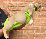 Small #2 American Bully
