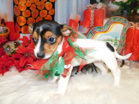 Medium Photo #1 Jack-Rat Terrier-Rat Terrier Mix Puppy For Sale in HAMMOND, IN, USA