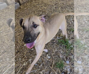 Keone - Male Black Mouth Cur-Unknown Mix Dog for Adoption - Photo #3