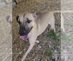 Small Photo #3 Black Mouth Cur-Unknown Mix Puppy For Sale in Jackson, MS, USA