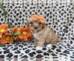 Small #6 Cavapoo (Miniature)