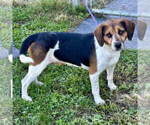 Biscuit 2026 - Male Beagle Dog for Adoption - Photo #2