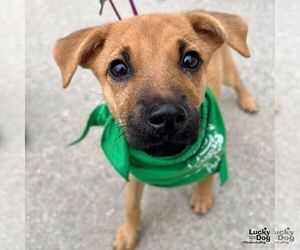 Spaniel-Unknown Mix Dogs for adoption in Washington, DC, USA