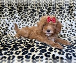 Sassy - Female Cavapoo (Miniature) Puppy for Sale - Photo #3