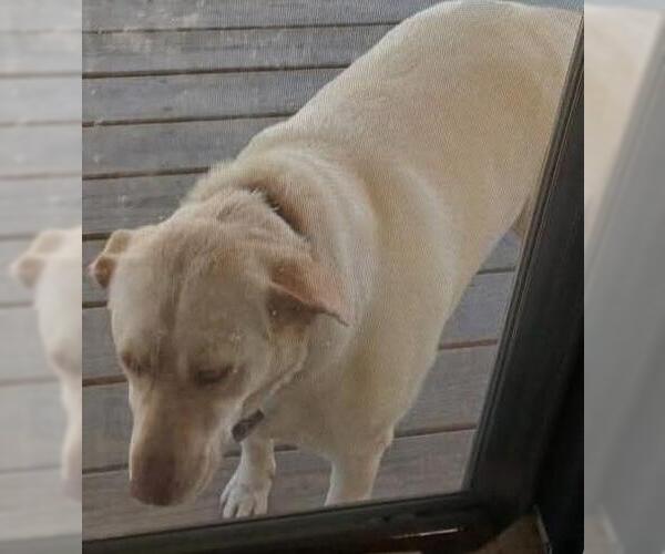 Medium Photo #2 Labrador Retriever Puppy For Sale in Scottsboro, AL, USA