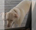 Small #1 Labrador Retriever