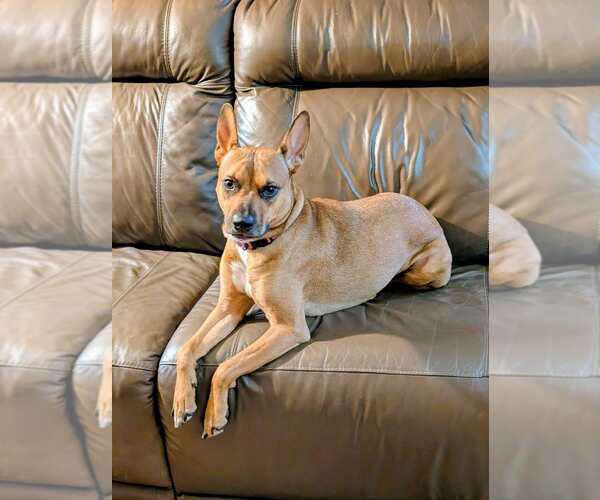 Medium Photo #3 American Staffordshire Terrier-Unknown Mix Puppy For Sale in Minneapolis, MN, USA