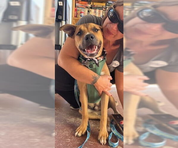 Medium Photo #4 Boxer-Unknown Mix Puppy For Sale in Williamsburg, NM, USA