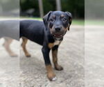 Small #7 Mutt