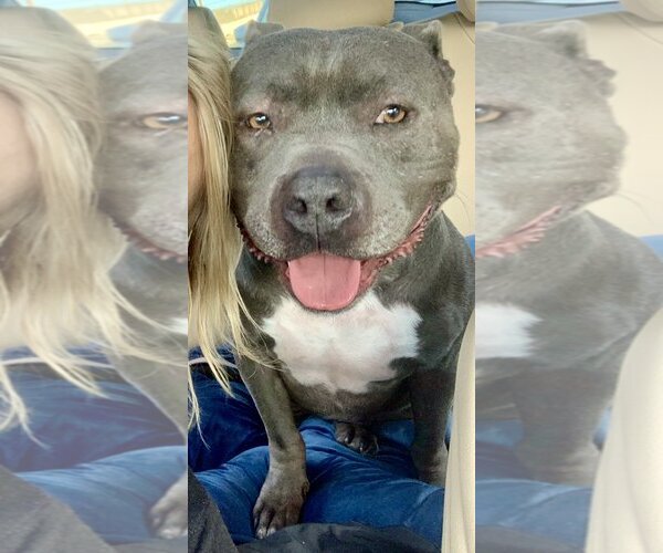 Medium Photo #3 American Pit Bull Terrier Puppy For Sale in Los Angeles, CA, USA
