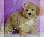 Small #4 Poodle (Miniature)