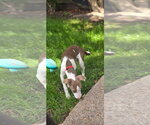 Small #22 Feist Terrier Mix