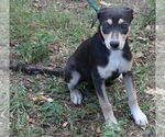 Small #3 Labrador Retriever Mix