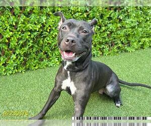 Staffordshire Bull Terrier Dogs for adoption in West Palm Beach, FL, USA