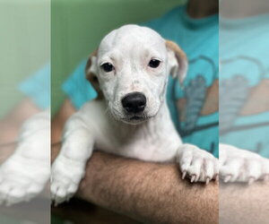 Mutt Dogs for adoption in Elmsford, NY, USA