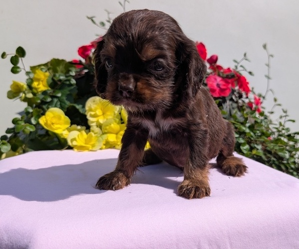 Medium Photo #9 Cocker Spaniel Puppy For Sale in GOSHEN, IN, USA