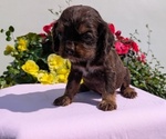 Small #7 Cocker Spaniel