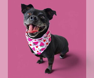 Chihuahua Dogs for adoption in Bakersfield, CA, USA
