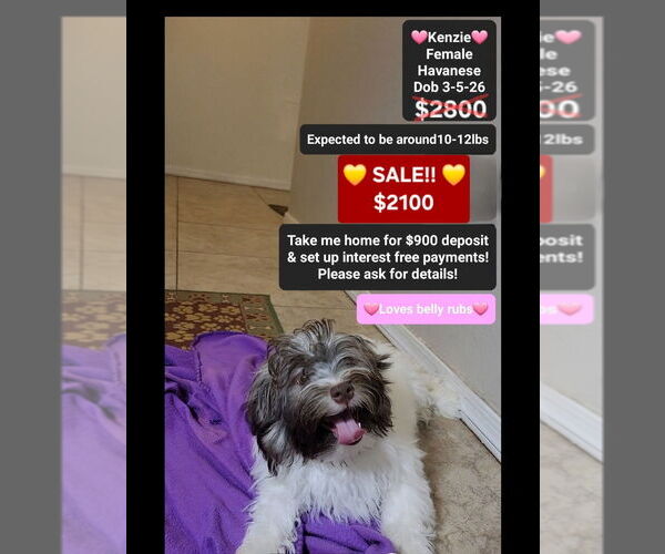 Medium Photo #1 Havanese Puppy For Sale in TUCSON, AZ, USA