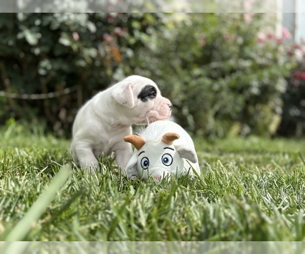 Medium Photo #2 Dogo Argentino Puppy For Sale in EAGLE MOUNTAIN, UT, USA