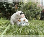 Small #1 Dogo Argentino
