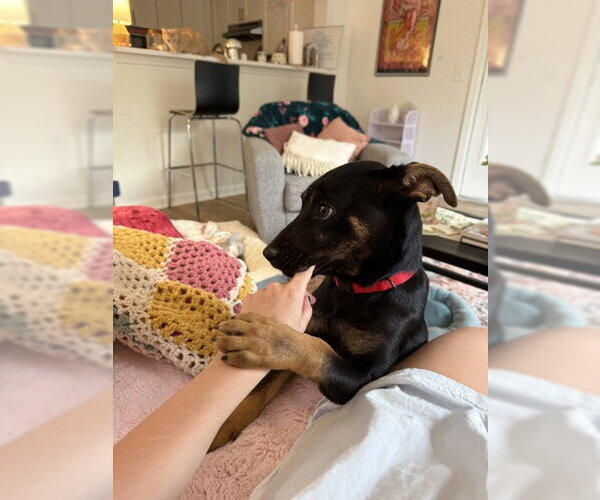 Medium Photo #3 Mutt Puppy For Sale in Rockaway, NJ, USA
