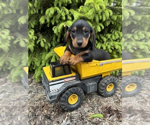 Medium Photo #1 Dachshund Puppy For Sale in MIDDLEBURY, IN, USA