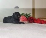 Small Photo #10 Schnauzer (Miniature) Puppy For Sale in MIAMI, FL, USA